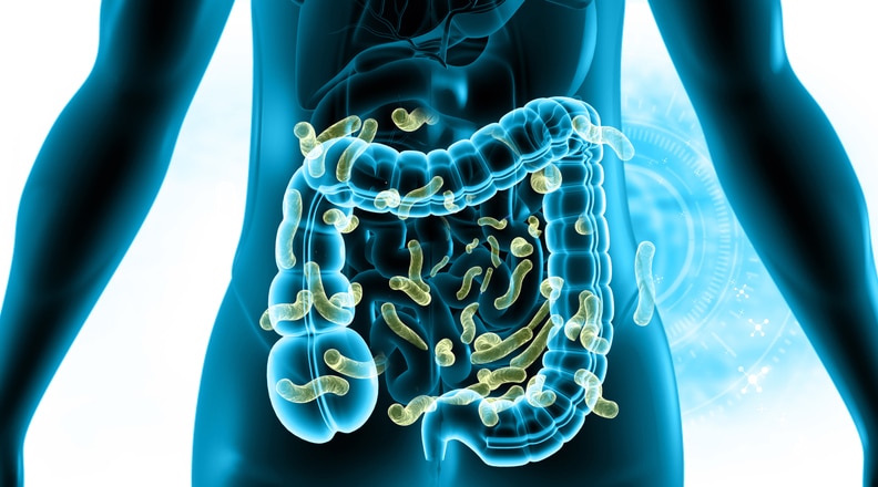 Human colon healthy bacteria