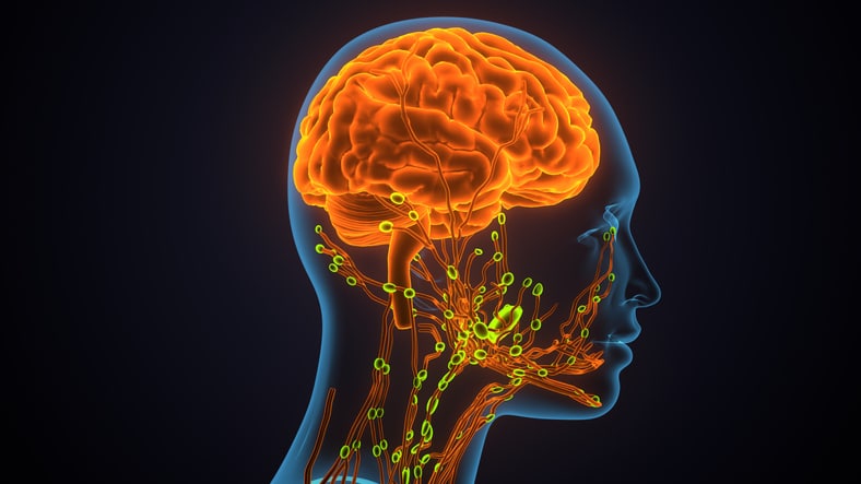 3d rendered of women brain nervous system artwork