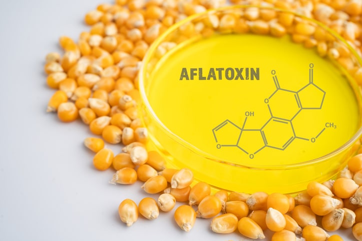 Corn chemical molecular structure of aflatoxin.