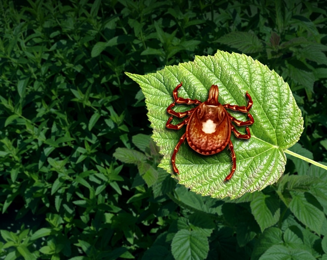 Tick borne illness