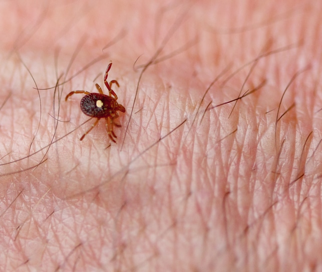 Tick on Skin